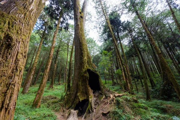 Árbol Gigante Con Gran Agujero Bosque Parque Nacional Alishan — Foto de Stock