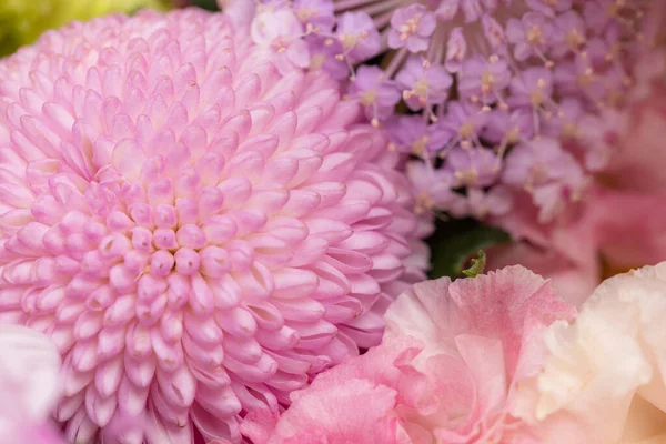 Różnorodność Purpurowych Kwiatów Pojemniku — Zdjęcie stockowe