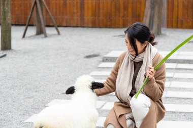 Tourist feeding sheep on a farm