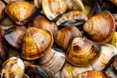 Taze midye yığını