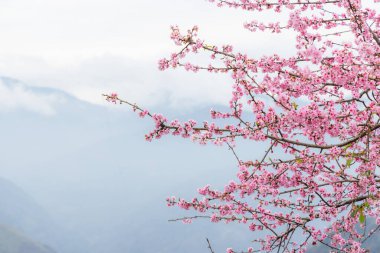 Dağda kiraz ağaçları var.