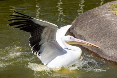 Hayvanat bahçesi parkındaki su birikintisinde sümsük kuşu