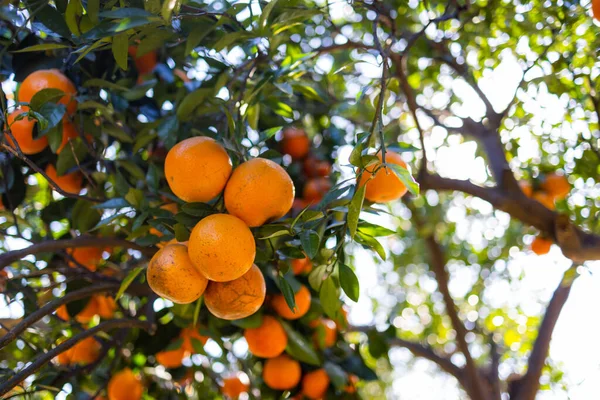 Naranjo Jardín Naranja — Foto de Stock