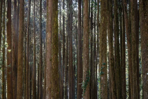 Grüner Wald Alishan National Forest Recreation Area — Stockfoto