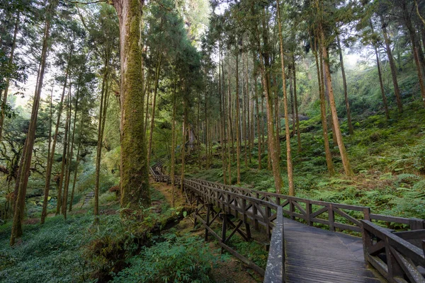 Όμορφη Διαδρομή Πόδια Μαζί Πεύκα Στο Δάσος Alishan Εθνική Δασική — Φωτογραφία Αρχείου