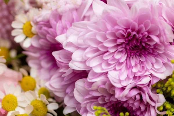 Variété Fleurs Violettes Conteneur — Photo