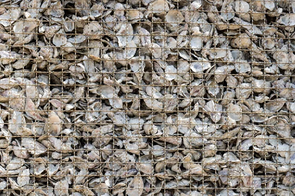 Uma Pilha Conchas Ostras Abandonadas — Fotografia de Stock