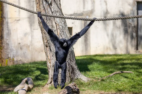 Gibbon Árbol Parque Zoológico — Foto de Stock