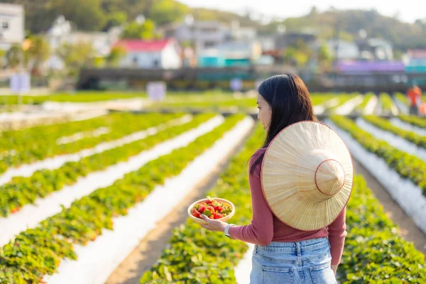 Touristin Pflückt Erdbeeren Auf Dem Bauernhof — Stockfoto