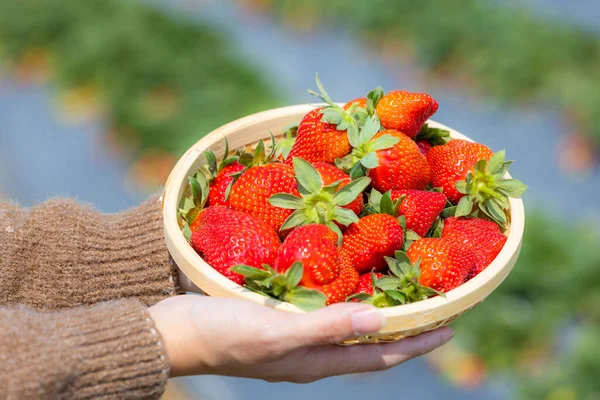 Korb Mit Erdbeeren Auf Dem Bauernhof — Stockfoto
