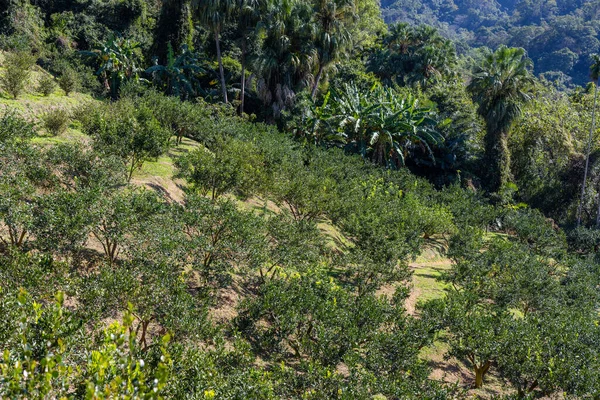 Dağ Tepesindeki Orman Manzarası — Stok fotoğraf