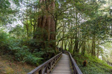 Tayvan 'ın Alishan ulusal orman dinlenme alanındaki ormandaki çam ağaçlarıyla birlikte güzel bir yürüyüş yolu.