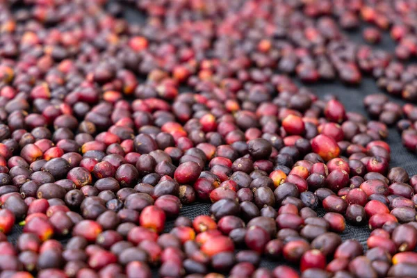 Traditional Method Drying Coffee Bean — Stock Photo, Image