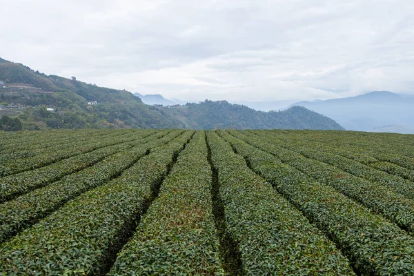 Чайное Поле Шиджуо Трейлс Алишане Тайваня — стоковое фото