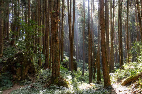 Sluneční Svit Nad Zeleným Lesem Alishan Národní Lesní Rekreační Oblasti — Stock fotografie