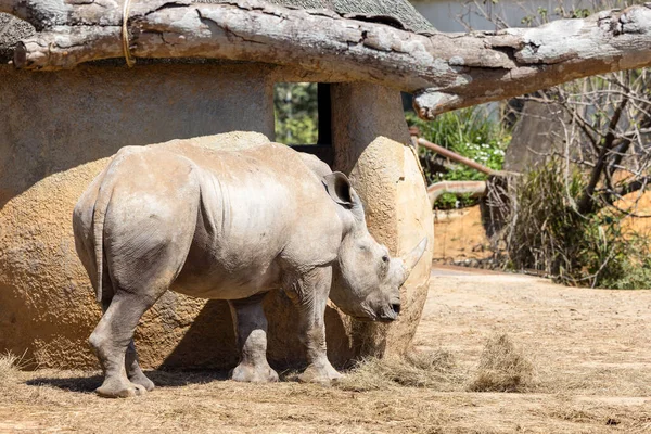 Nosorożec Biały Dzikim Parku Zoologicznym — Zdjęcie stockowe