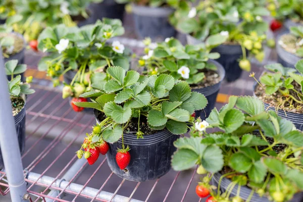 Strawberry Sprout Farm — Stock Photo, Image