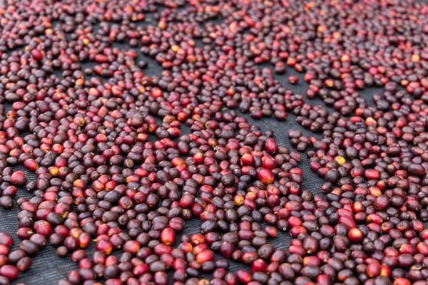 Coffee Beans Drying Sun — Stock Photo, Image