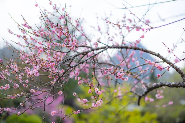 Vista Deslumbrante Flores Cerejeira Plena Floração — Fotografia de Stock