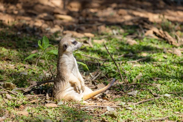 Meerkat Parcul Zoologic — Fotografie, imagine de stoc