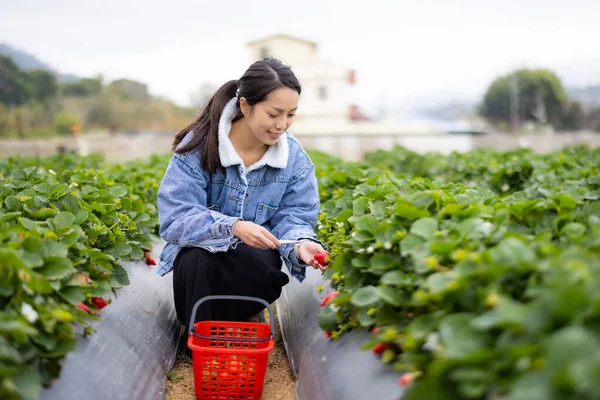 Woman Pick Strawberry Field — ストック写真