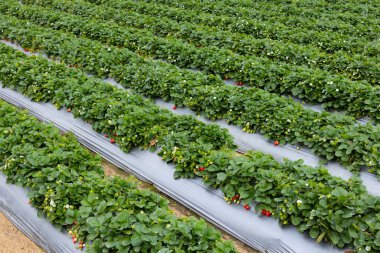 Strawberry field in Miaoli of Taiwan clipart