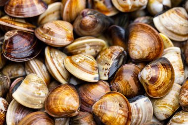 Bolluk içinde taze midyeler.