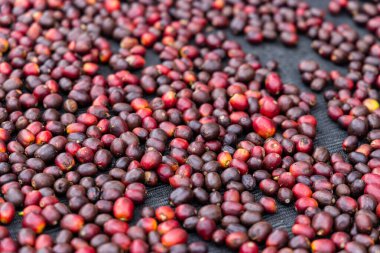 Güneş kuru kahve çekirdeği yığını