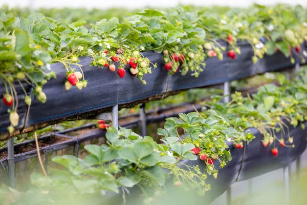 Bio Erdbeerfarm Garten — Stockfoto