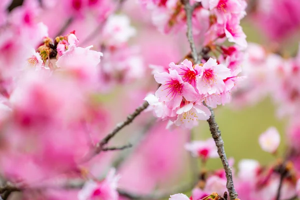 Delikatne Piękne Kwiaty Wiśni Pełnym Kwiecie — Zdjęcie stockowe