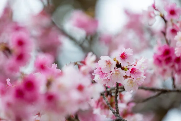 Delikatne Kwiaty Wiśni Pełnym Rozkwicie — Zdjęcie stockowe
