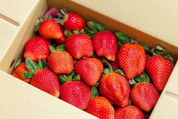 纸盒里甜而有生气的草莓 — 图库照片