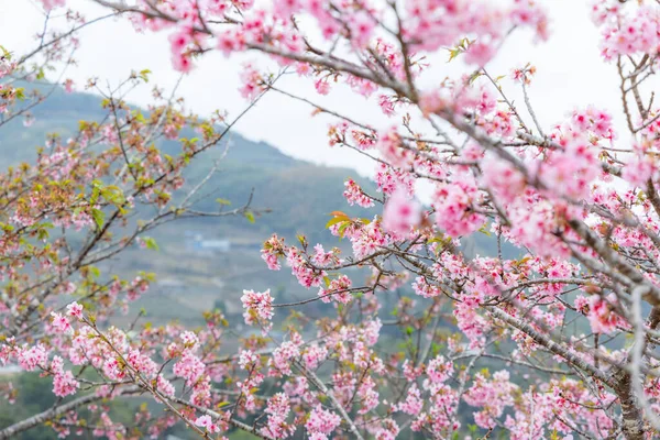 Cherry Blossom Tree Full Bloom — Stock Photo, Image