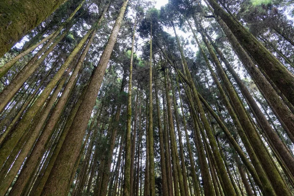 Zonlicht Boven Het Groene Bos Het Alishan National Forest Recreation — Stockfoto