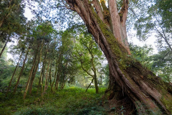 Árvore Sagrada Gigante Alishan Taiwan — Fotografia de Stock
