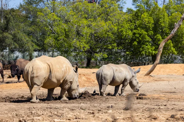Rinoceronte Branco Parque Zoológico Selvagem — Fotografia de Stock