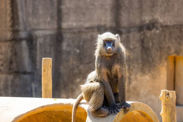 Бабуин Зоопарке — стоковое фото