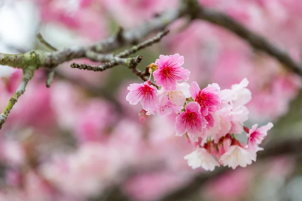 Delicate Cherry Blossoms Full Bloom — Stock Photo, Image