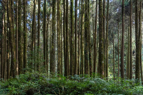 Πράσινο Δάσος Στην Εθνική Δασική Περιοχή Αναψυχής Alishan — Φωτογραφία Αρχείου
