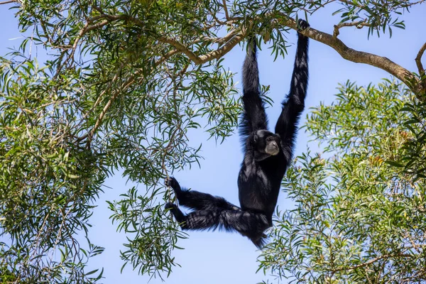 Gibbon Trädet Djurparken — Stockfoto