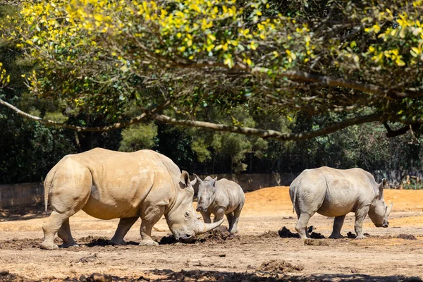 Rhinocéros Blanc Dans Parc Zoologique Sauvage — Photo