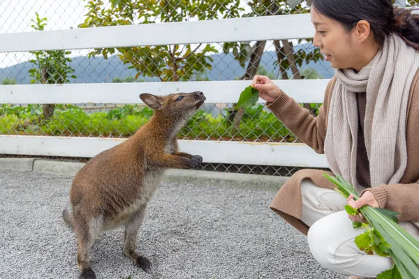 Női Takarmány Kenguru Turisztikai Állatkert Parkban — Stock Fotó