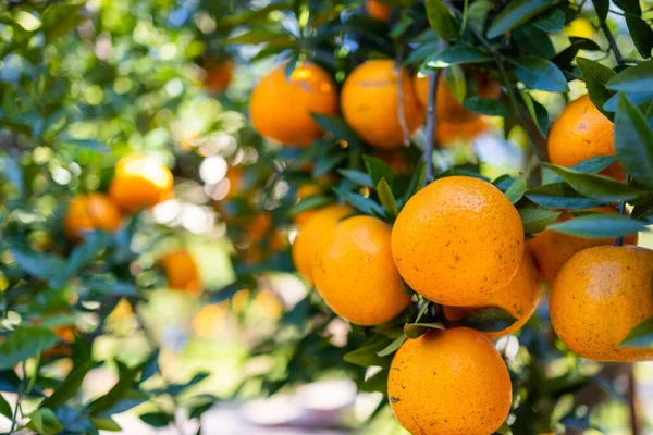 橘子花园里的橘子树 — 图库照片
