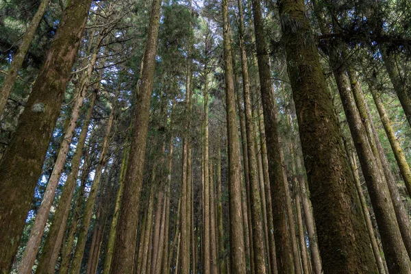 阿里山国立森林遊楽区の緑の森 — ストック写真
