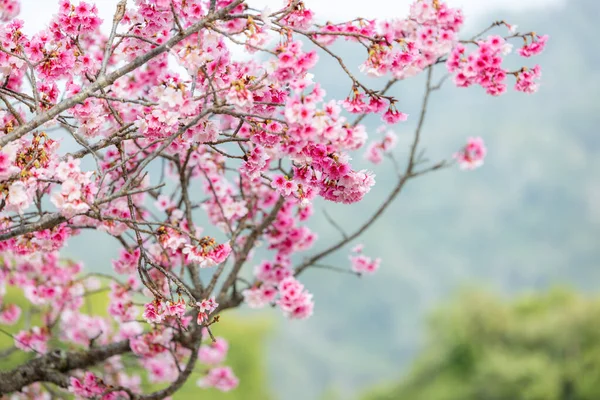 Árvore Flor Cerejeira Flor Cheia — Fotografia de Stock