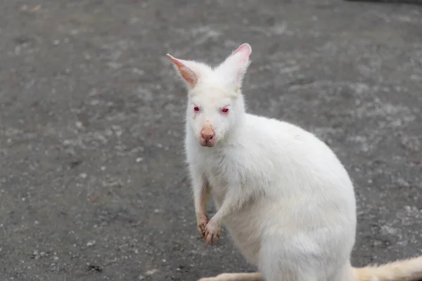 Kangaroo Albinism Zoo Park — Stock fotografie