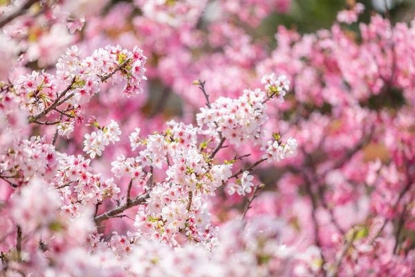 Çiçekli Sakura Ağaçları Tam Ihtişam Içinde — Stok fotoğraf
