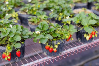 Çiftlikte çilek filizi