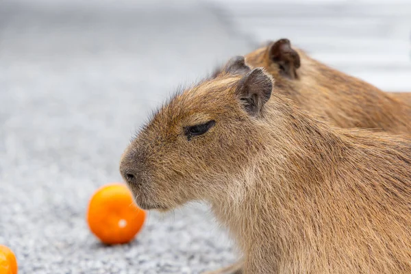 Bedårande Liten Capybara Njuter Zoo — Stockfoto