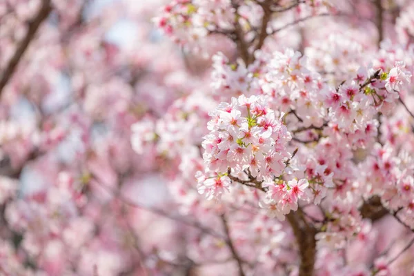 Ein Schönes Meer Von Kirschblütenbäumen — Stockfoto